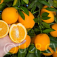 Rio Grande Navel Orange Budwood citrus plant material online shopping