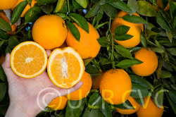 Rio Grande Navel Orange Budwood citrus plant material online shopping