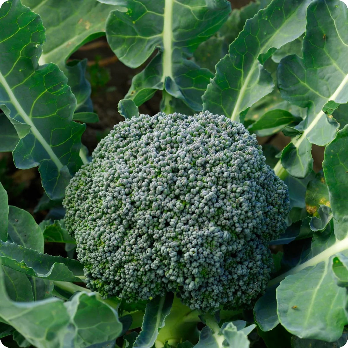 Di Cicco Organic Broccoli