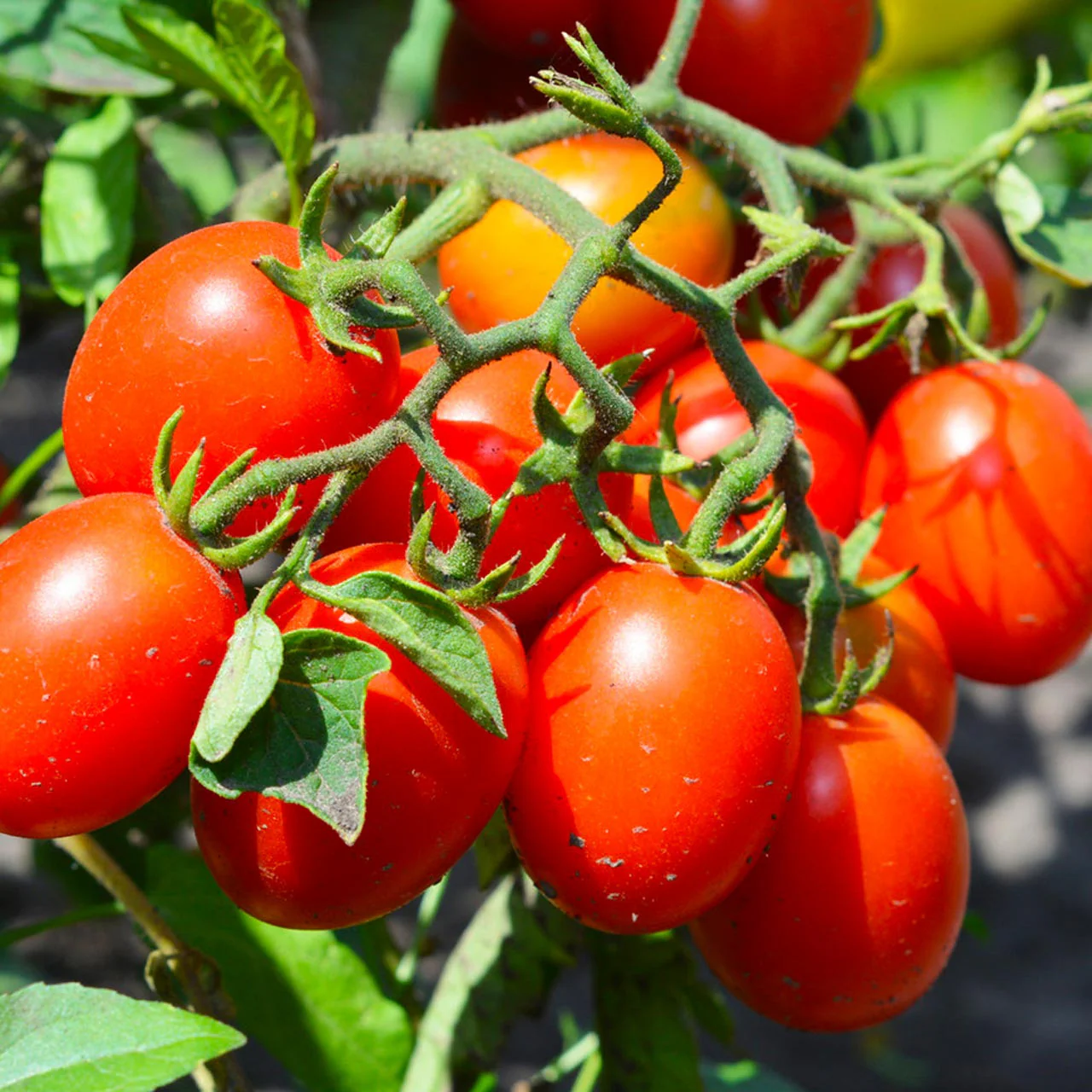 Supremo Roma Tomato