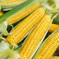 Golden Bantam Corn