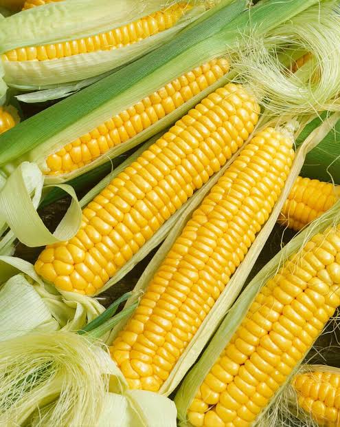 Golden Bantam Corn