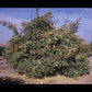 Rubidoux Trifoliate Budwood citrus plant material online shopping