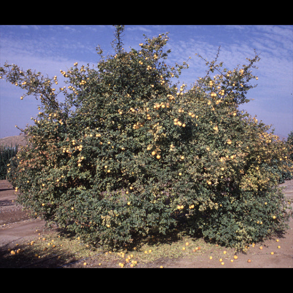 Rubidoux Trifoliate Budwood citrus plant material online shopping