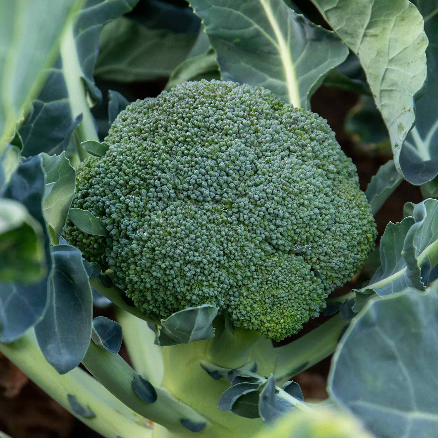 Green Magic F1 Broccoli