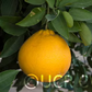 Valentine Pummelo Hybrid Budwood citrus plant material online shopping