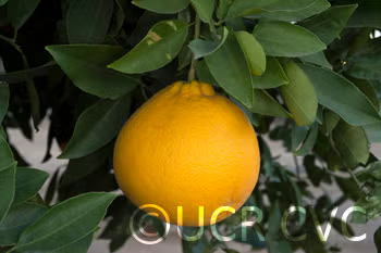 Valentine Pummelo Hybrid Budwood citrus plant material online shopping