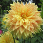Bonaventure Dahlia Plants online shopping