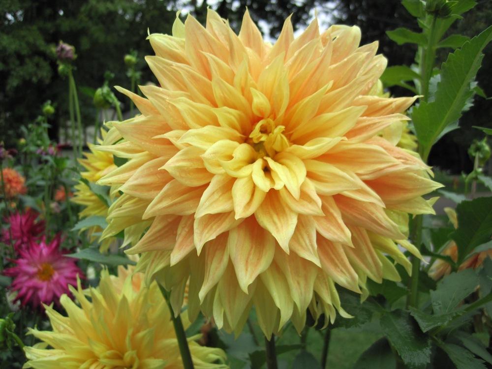 Bonaventure Dahlia Plants online shopping