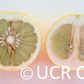 Thong Dee Pummelo Budwood citrus plant material online shopping