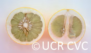 Thong Dee Pummelo Budwood citrus plant material online shopping