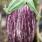 Listada de Gandia Organic Aubergine