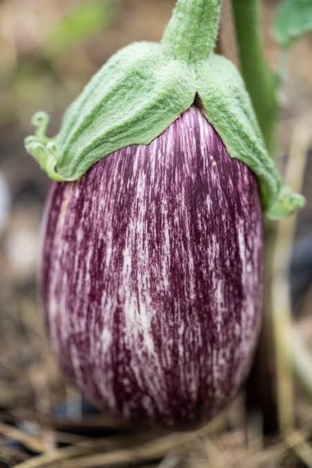 Listada de Gandia Organic Aubergine