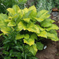 Golden Gate Hosta Plants online shopping