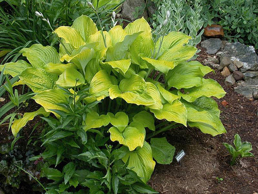 Golden Gate Hosta Plants online shopping