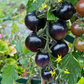 Indigo Rose Organic Tomato