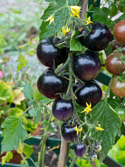 Indigo Rose Organic Tomato Seeds online shopping