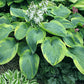 Moonrise Hosta Plants online shopping