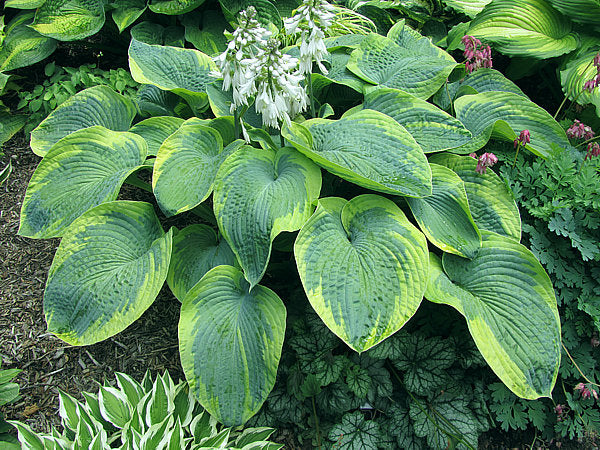 Moonrise Hosta Plants online shopping