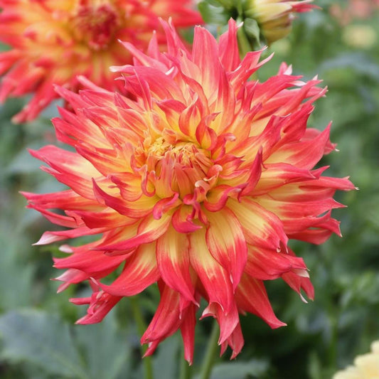 Fired Up Dahlia