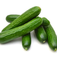 Ishtar F1 Cucumber Seeds online shopping