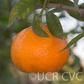 Willowleaf Mediterranean Mandarin Budwood citrus plant material online shopping