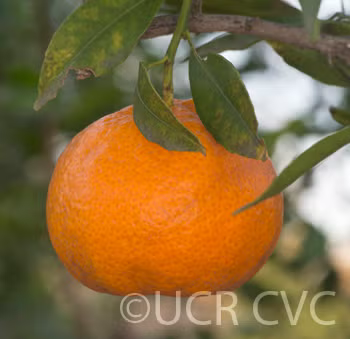 Willowleaf Mediterranean Mandarin Budwood citrus plant material online shopping