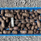 All Blue Seed Potato online shopping