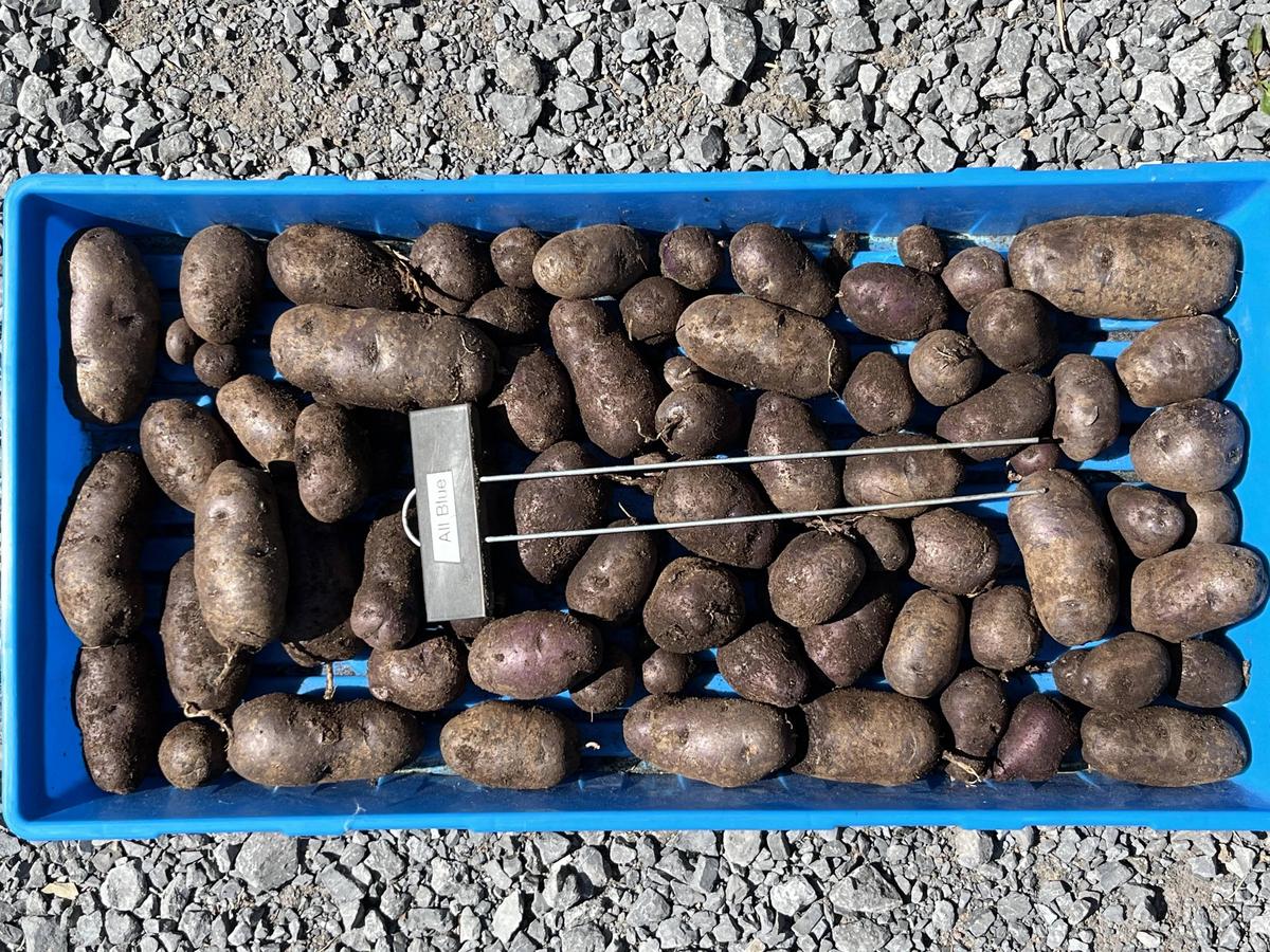 All Blue Seed Potato online shopping