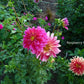 Raspberry Punch Dahlia