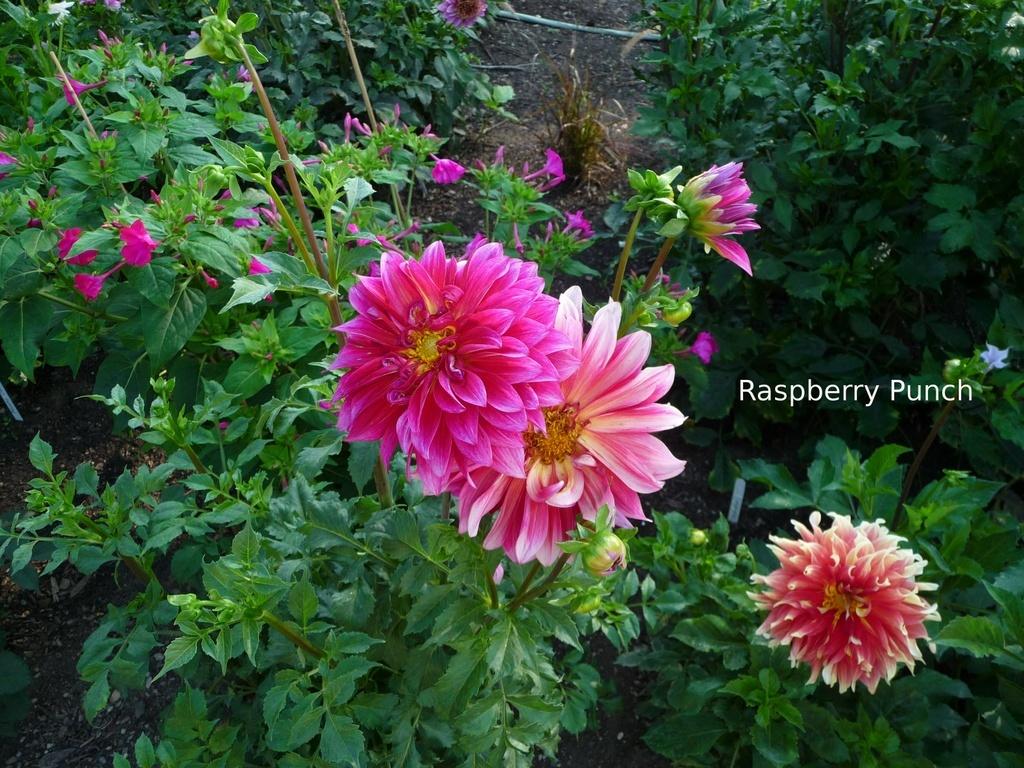 Raspberry Punch Dahlia