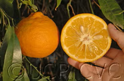 Taiwanica Seed citrus plant material online shopping