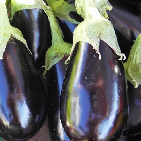 Traviata F1 Organic  Aubergine