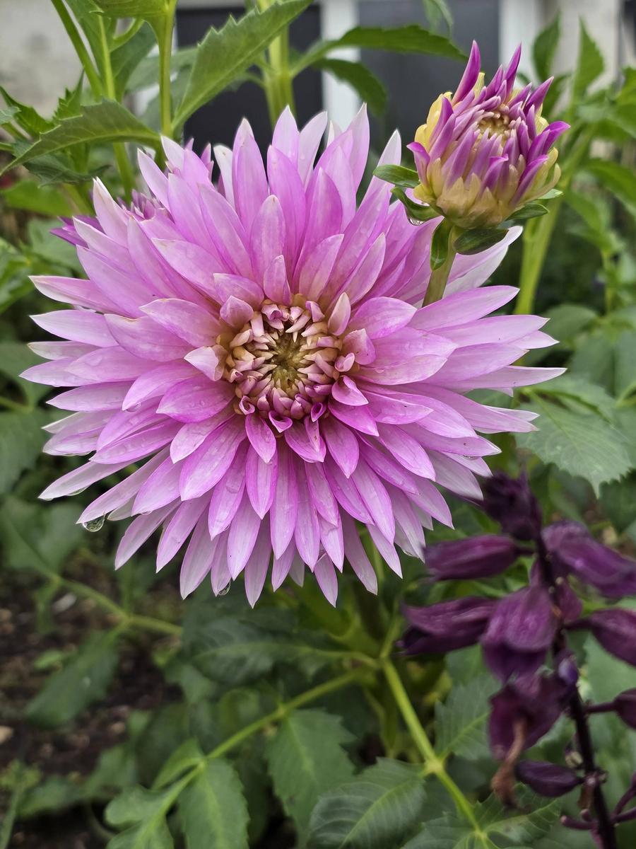 Dancin Queen Dahlia