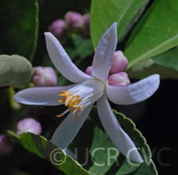 Schaub Rough Lemon Seed