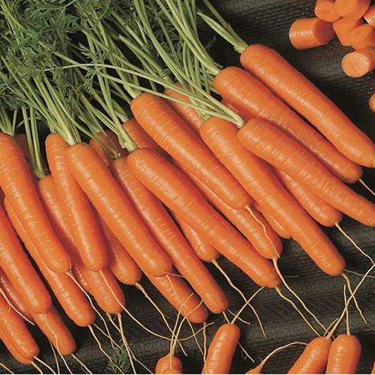 Scarlet Nantes Carrot Seeds online shopping