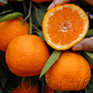 Nepolitana Satsuma Mandarin Budwood citrus plant material online shopping
