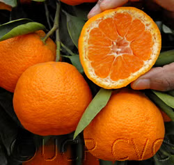Nepolitana Satsuma Mandarin Budwood citrus plant material online shopping