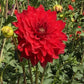 Caliente Dahlia Plants online shopping