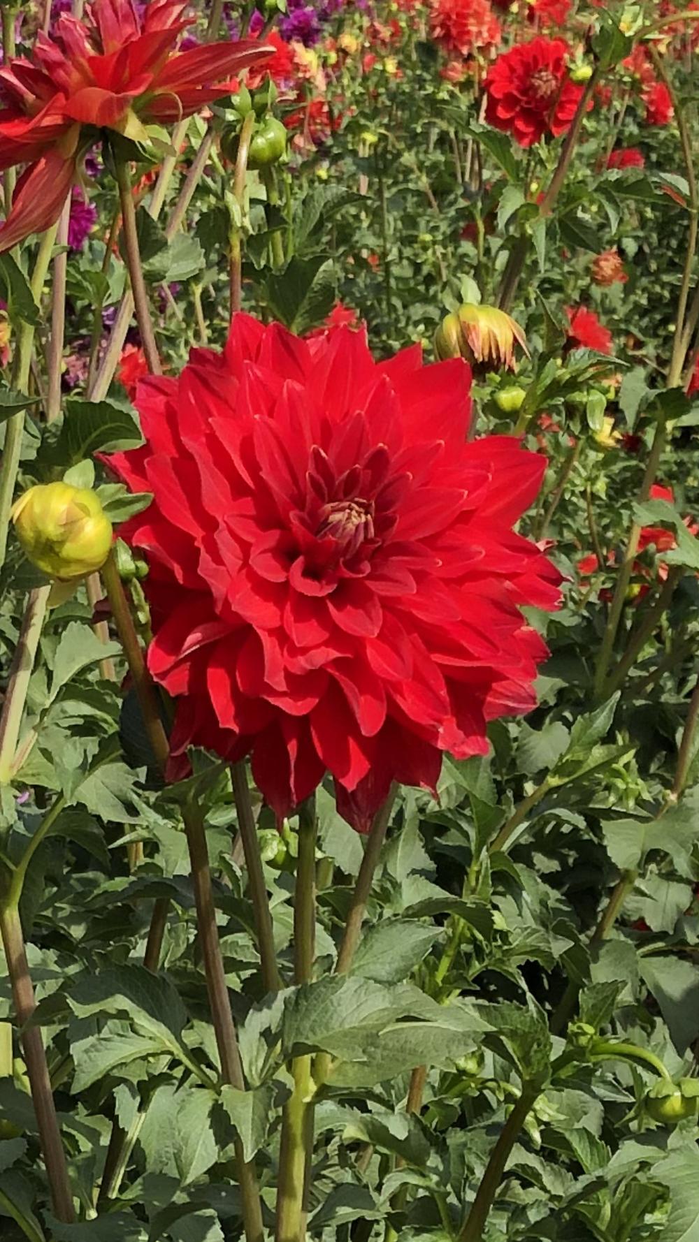 Caliente Dahlia Plants online shopping