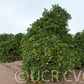 Fisher Navel Orange Budwood citrus plant material online shopping