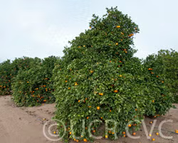 Fisher Navel Orange Budwood citrus plant material online shopping