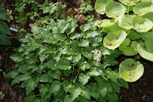 Akarana Hosta