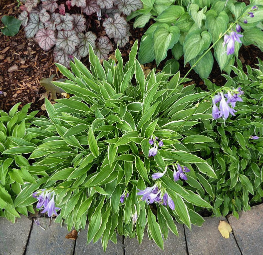 Stiletto Hosta Plants online shopping