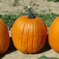 Neon F1 Pumpkin Seeds online shopping