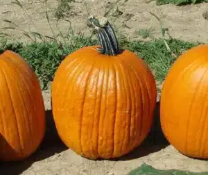 Neon F1 Pumpkin Seeds online shopping