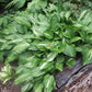 Sea Lightning Hosta Plants online shopping