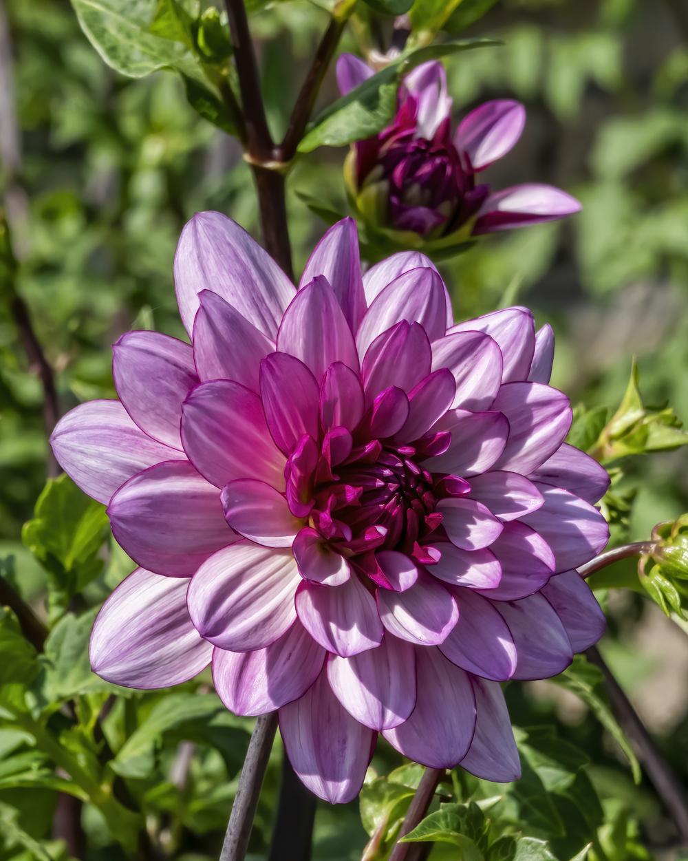 Lauren Michele Dahlia