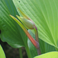 Dancing Crane Hosta Plants online shopping