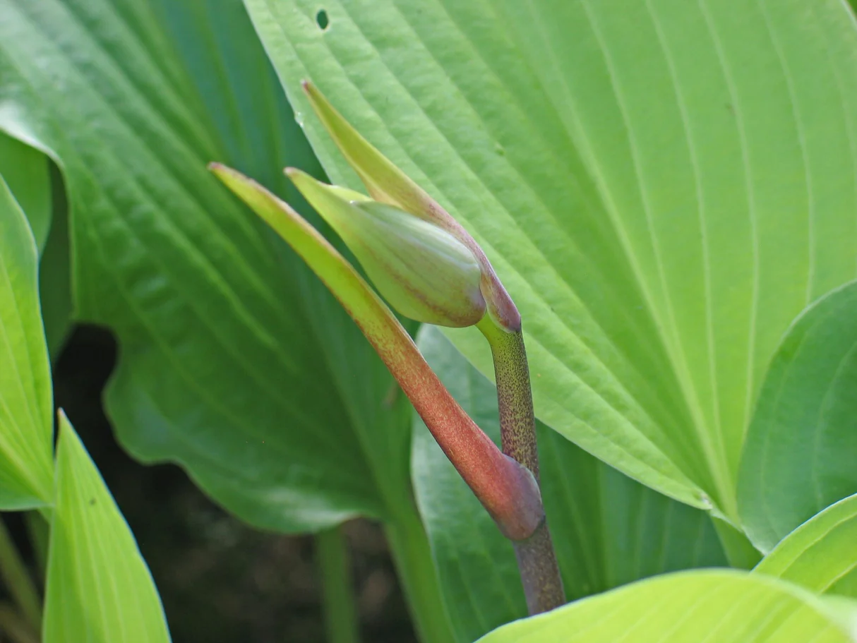 Dancing Crane Hosta Plants online shopping